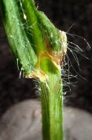 Image result for Digitaria velutina