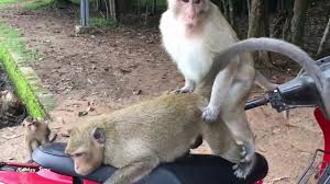 How To Make Fun With Monkey I Daily Funny Monkey Video Youtube From Camb Monkeys Funny Monkey Style Daily Funny