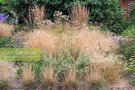 It is native to dry open woods, slopes, fields. Deschampsia Flexuosa Stock Photo By Nicola Stocken Image 1344816