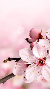 Inspiration Who Does Not Like Natural Stone Or Is Too Expensive Should Look At The Offer Of The Spring Wallpaper Cherry Blossom Wallpaper Flower Aesthetic