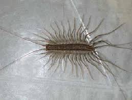 Every few days (~2x/week) i'll find a house centipede in my basement, which i naturally kill and dispose of. Centipedes And Pseudoscorpions Entomology