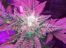 We did not find results for: Autoflower Led Guide