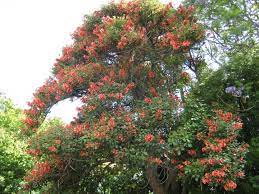 9 Philippine Native Trees Better Than Cherry Blossoms