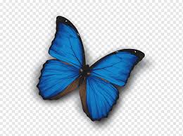 Search, discover and share your favorite monarch butterfly gifs. White Magic Privorot Monarch Butterfly Tugulymsky Blue Butterfly Blue Brush Footed Butterfly Service Png Pngwing