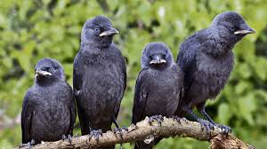 Not much is known about their formation, but they are thought to be remnants of the rough endoplasmic reticulum. Dohle Ist Der Vogel Des Jahres 2012 Landkreis