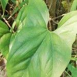 Image result for Cercestis congensis