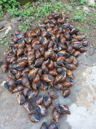Snail Farming Business Plan