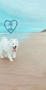 Lock Screen Wallpaper Quote Background Samoyed Samoyed Dog Foto Beautiful Dog Breeds