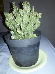 While growing, cacti and succulents should be watered at least once a week. Questions Archives Cactus Jungle