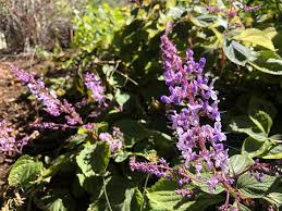 Image result for Plectranthus fruticosus
