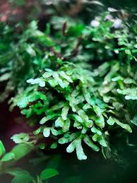 Image result for Crepidomanes