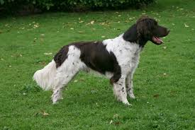 Image result for Malý münsterlandský ohař