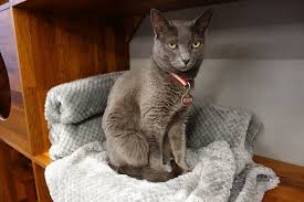 If your looking for a really attractive cat with a ton of energy that's not going to require too much of your attention, then you're definitely going to want to put the russian blue cat on your short list of cat. Gorgeous Russian Blue Cat Bild Von Godabang Seoul Tripadvisor