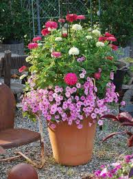 الورد من أكثر الأشياء التي ترسم البسمة وتبعث الر احة والت فاؤل بألوانها الز Pflanzen Container Garten Zinnien