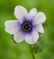 Buy Anemone Coronaria Jerusalem Blue White Bulbs Sarah Raven Anemone Anemone Flower Garden In The Woods