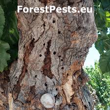 Image result for Xylotheca tettensis