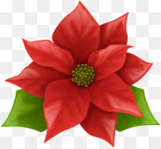 Find the best information and most relevant links on all topics related tothis domain may be for sale! La Flor De Pascua Descarga Gratuita De Png Transparent Christmas Png Poinsettia Clipart Imagen Png Imagen Transparente Descarga Gratuita