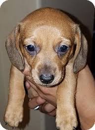 We did not find results for: Pictures Of Mini A Dachshund For Adoption In Surprise Az Who Needs A Loving Home Dachshund Adoption Pets Kitten Adoption