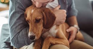 Caring For A Dog With Cancer