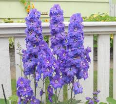 Image result for Delphinium leroyi
