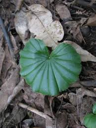 Image result for Nervilia crociformis