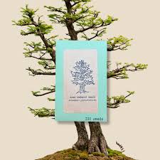 Image result for Metasequoia glyptostroboides