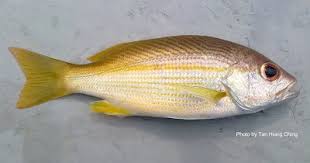 Laut adalah penyedia sumber protein tersebar di dunia.setiap tahunnya, ada sekitar 70 hingga 75 juta ton ikan yang ditangkap oleh para nelayan di seluruh dunia.dari jumlah tersebut, 29 persen di antara adalah untuk. Jenis Jenis Ikan Air Laut Ekonomis Penting Bagian 14 Lalaukan
