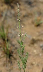 Image result for Ocimum angustifolium