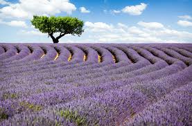 Purple Flower Wallpaper Hd Wallpapers Backgrounds Images Art Lavender Fields Provence Lavender Fields Field Wallpaper
