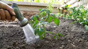 Check spelling or type a new query. Transplanting Guide When And How To Transplant Flowers Vegetables