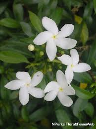 Image result for Tabernaemontana divaricata