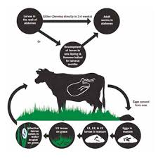 Dewormers For Beef And Dairy Cattle And if your navel is infected, there might a. dewormers for beef and dairy cattle