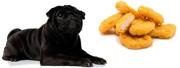 Maybe you would like to learn more about one of these? Can Pugs Eat Chicken Nuggets What You Need To Know