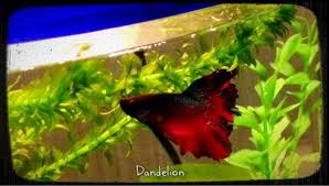 I think bay bay is a good idea. Betta Fish Names What Should I Call My Betta Fish