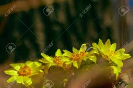 We did not find results for: Adonis Vernalis Is A Perennial Flowering Plant In Steppe Early Spring Flowers Beautiful Yellow Wildflowers Spring Mood Blooms In Early Spring Stock Photo Picture And Royalty Free Image Image 122107376