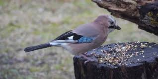 Lernen sie die übersetzung für 'picchio' in leos italiano ⇔ tedesco wörterbuch. Ebn Italia Bird S Kitchen Italia 2017 Birdgardening Mangiatoie Per Uccelli Birdfeeder Mangiatoia Uccelli Birdfeed