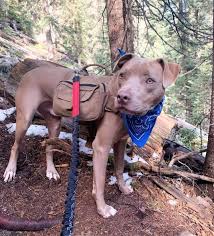 American pit bull terrier puppies in florida. Pitbull Colors 23 Coat Color Variations Explained With Pictures