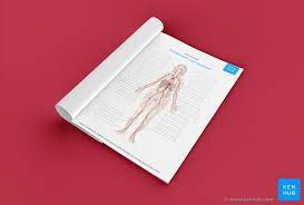 Cardiovascular System Diagrams Quizzes Free Worksheets Kenhub