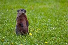 Groundhog day on february 2 is when we ask are we in for six more weeks of winter? Groundhog Day Wikipedia