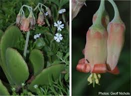 Image result for Kalanchoe velutina