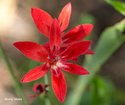 Image result for Freesia grandiflora