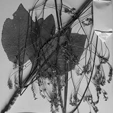 Image result for Crambe kilimandscharica