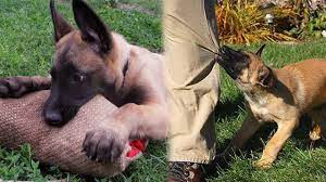 It is bred for intelligence and awareness of its surroundings. Belgian Malinois Puppies Are Not Normal Youtube
