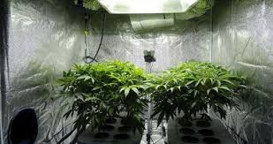 400 watt grow light how many plants. Everything About Hid Grow Lights For Cannabis Plants