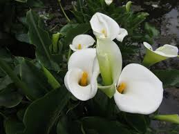 Un modo originale ed allegro di arredare casa è farlo con i fiori, senza comprare mobili e ridipingere le pareti. Calle Fiori