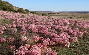 Image result for Brunsvigia