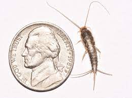 The zeropest pest repeller is very similar to the standard repeller devices that have been around for a while now. Home Remedies To Get Rid Of Silverfish Naturally