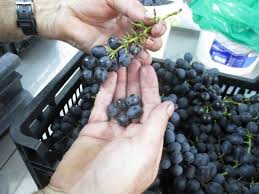 Comment Faire Un Bon Jus De Raisin Jus De Raisin Faire Du Vin Raisin