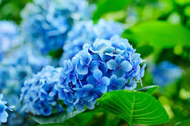 Image result for Hydrangea