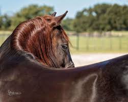 An nrcha and ncha leading sire since 2010; Gallery A Tale Of The Cat